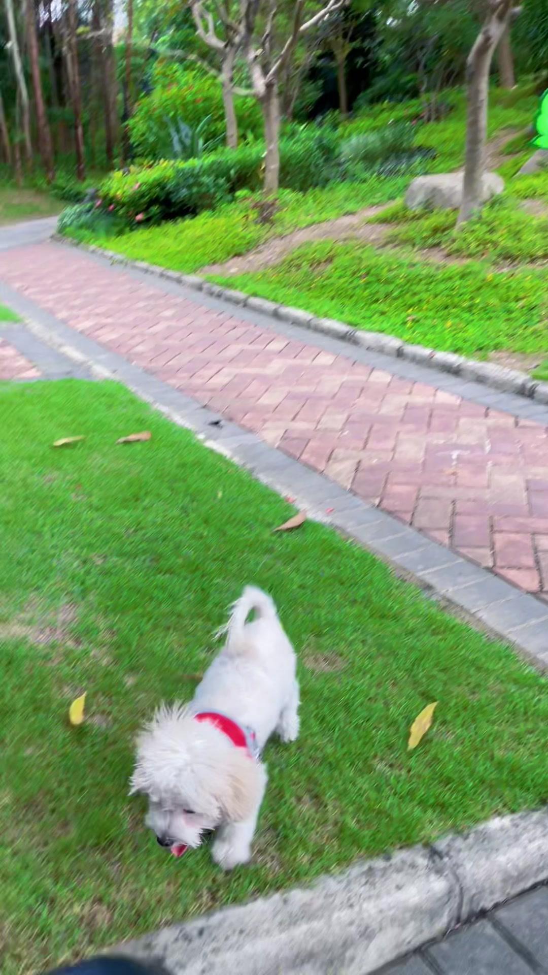 一家三口,在加两只狗这样的日子你们喜欢嘛?感受大自然的气息和美景 我的毛孩子能治愈一切不快