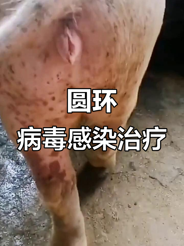 圆环病毒引发的皮炎肾病综合症,治疗方法全解析