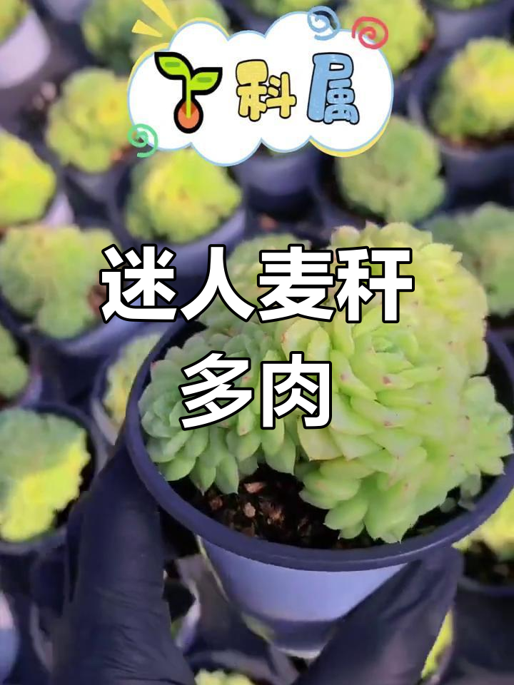 麦秆多肉:阿尔巴白月影与乌木的杂交魅力,叶片色彩变幻无穷