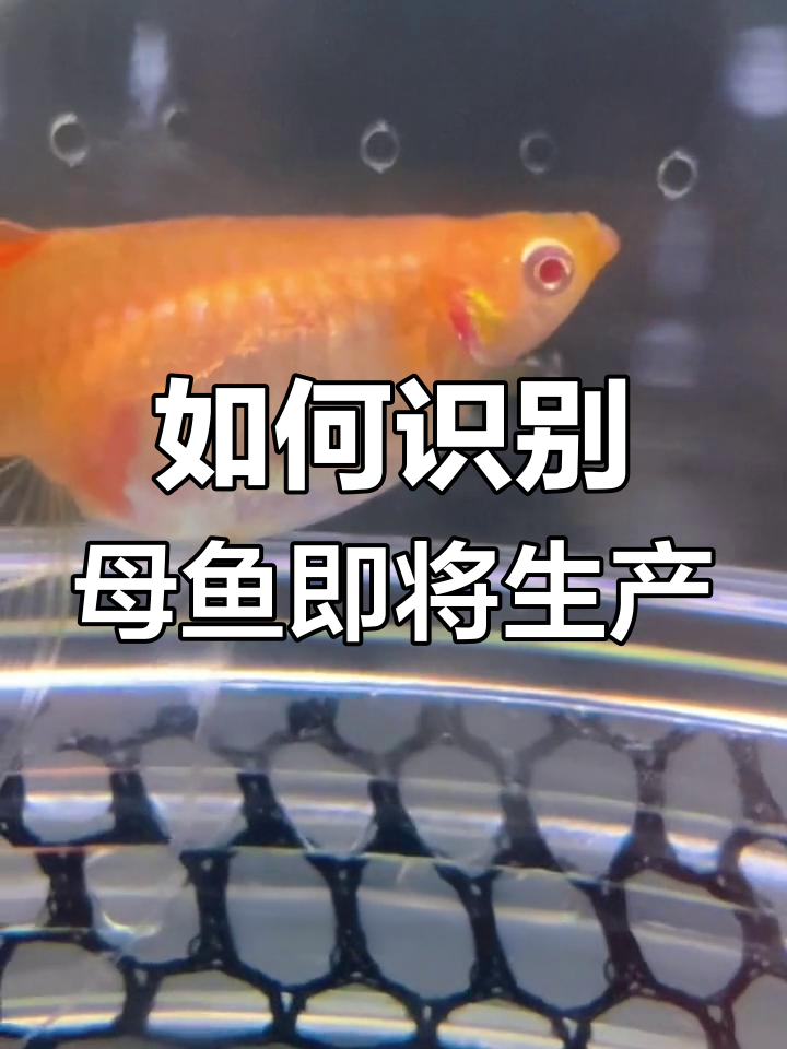 母鱼快生时,如何判断是否该捡小鱼?