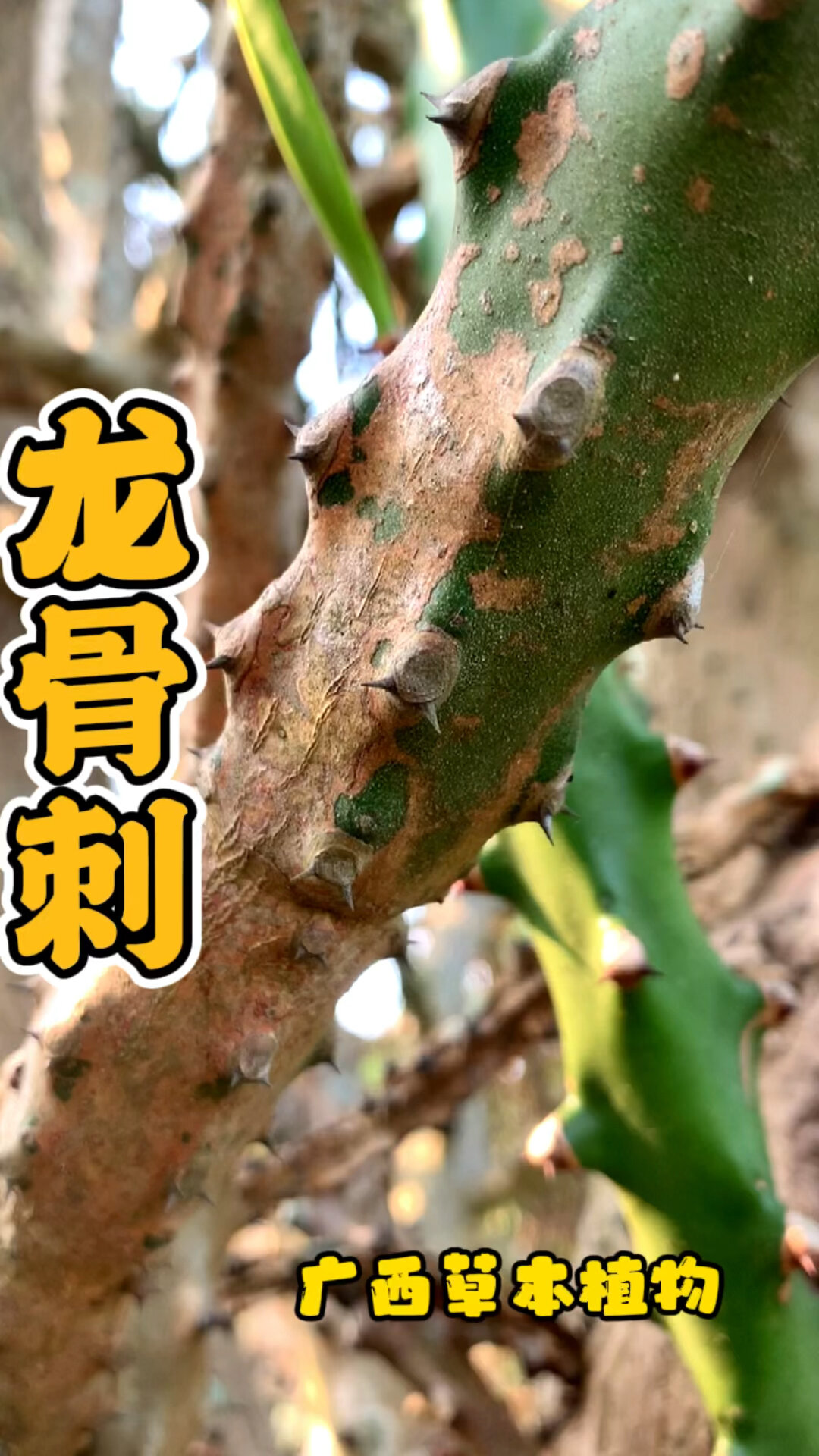 百草之——龙骨刺