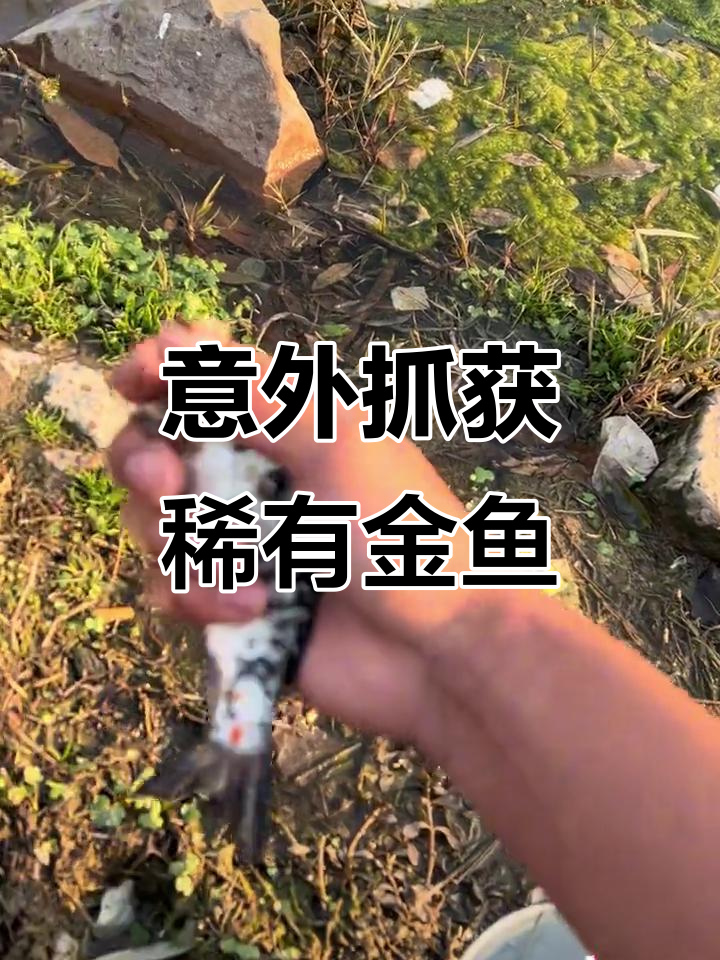 早起发现停水，竟然捡到一条罕见变异金鱼！
