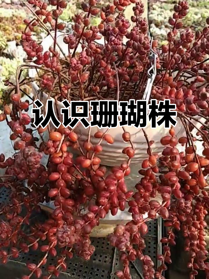 珊瑚株:古老而美丽的多肉植物,三年长成妖娆形态