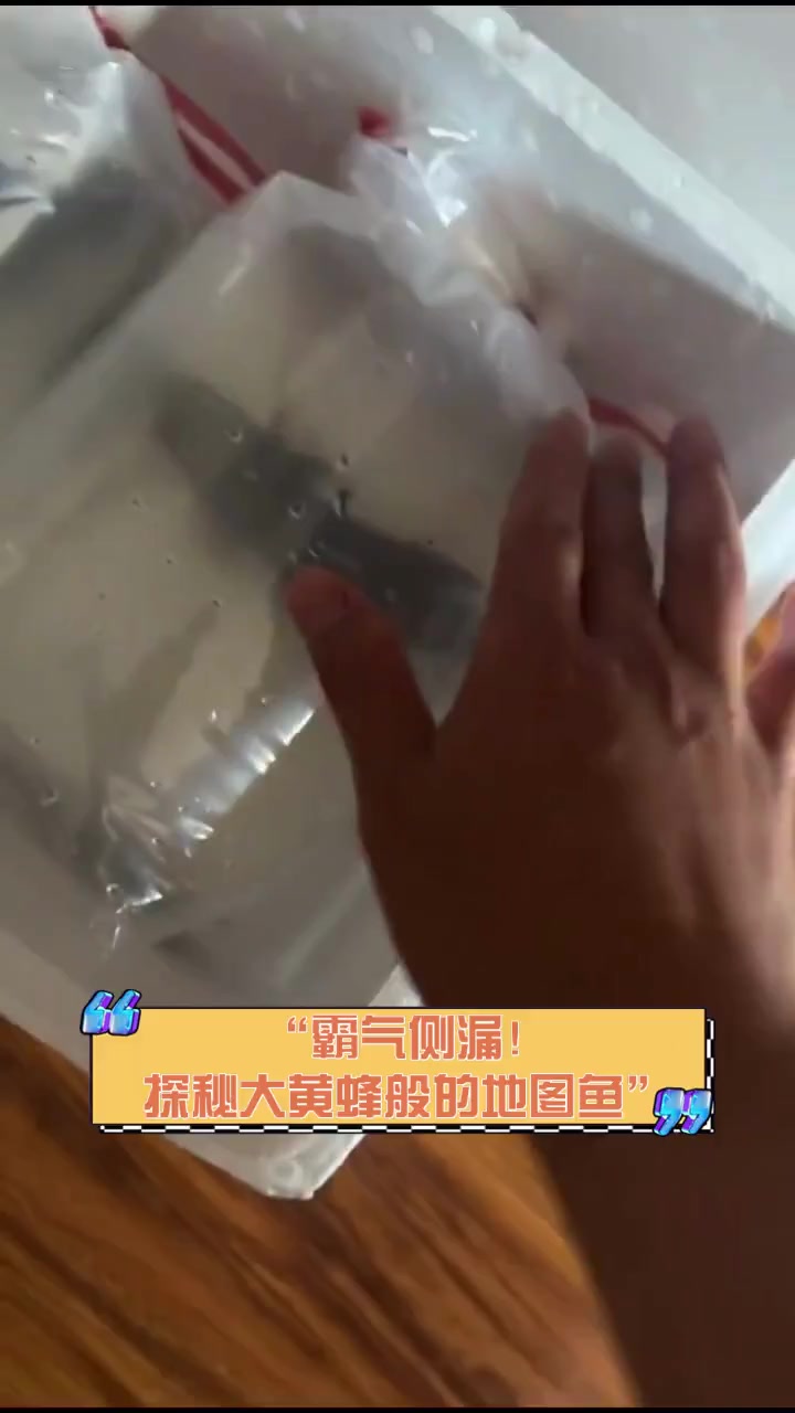 “霸气侧漏!探秘大黄蜂般的地图鱼”