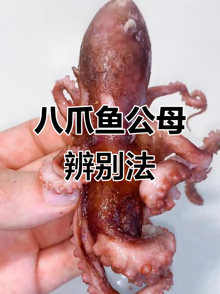 如何通过八爪鱼的腿判断公母，简单又准确！