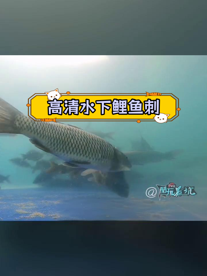 鲤鱼吃饵的秘密揭秘:水下动作大曝光