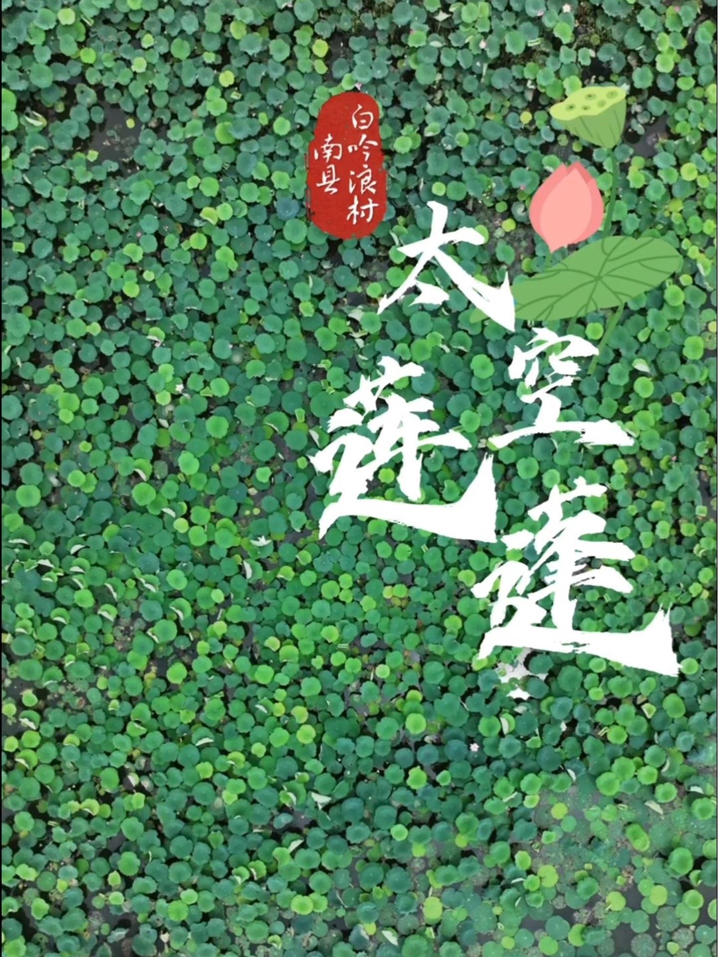 南县中鱼口镇:太空莲蓬迎来采摘季!益阳(记者 钟浩 刘馨予 通讯员 王征洋 李婷)