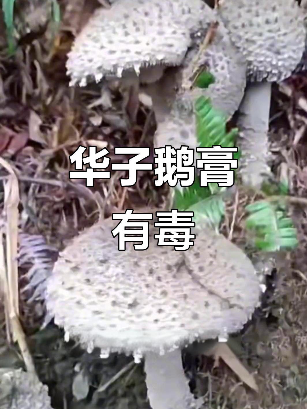 中华鹅膏菌曾是美味，但已成毒蘑菇！误食可能中毒