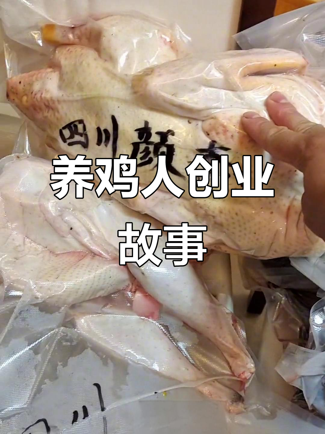 四川、北京、上海客户订单全搞定,绿壳蛋鸡养殖创业记