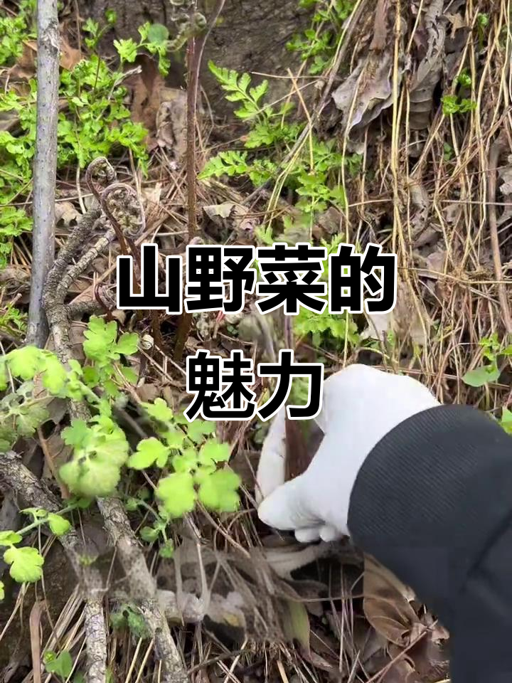 东北山林美味,刺老牙、黄瓜香等山野菜大揭秘