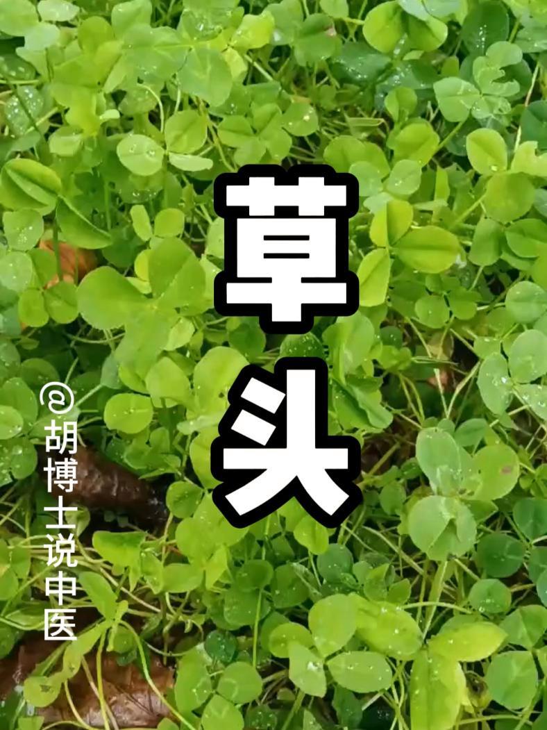 春天的美味,草头,苜蓿 草头 苜蓿 野菜 春日美食大赏 胡博士说中医