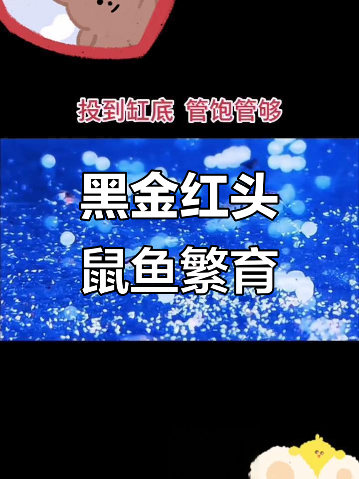黑金红头鼠鱼繁殖与丰年虾孵化,鱼儿健康快速成长