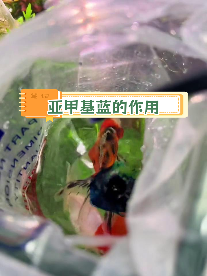 鱼袋里的蓝色水有何作用?