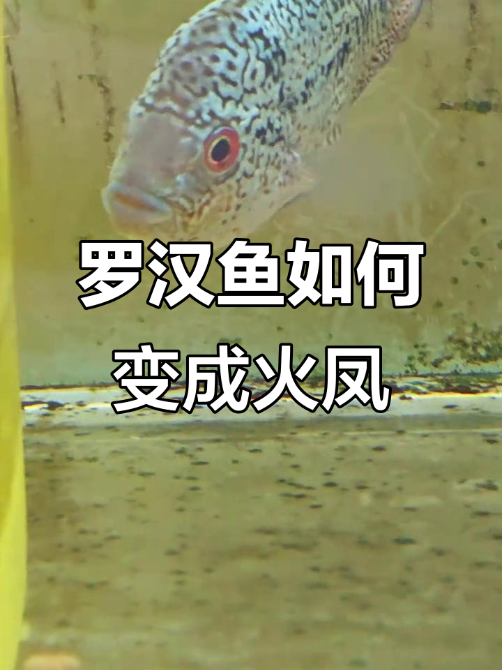 火凤罗汉鱼蜕变:从黑煤球到全红惊艳