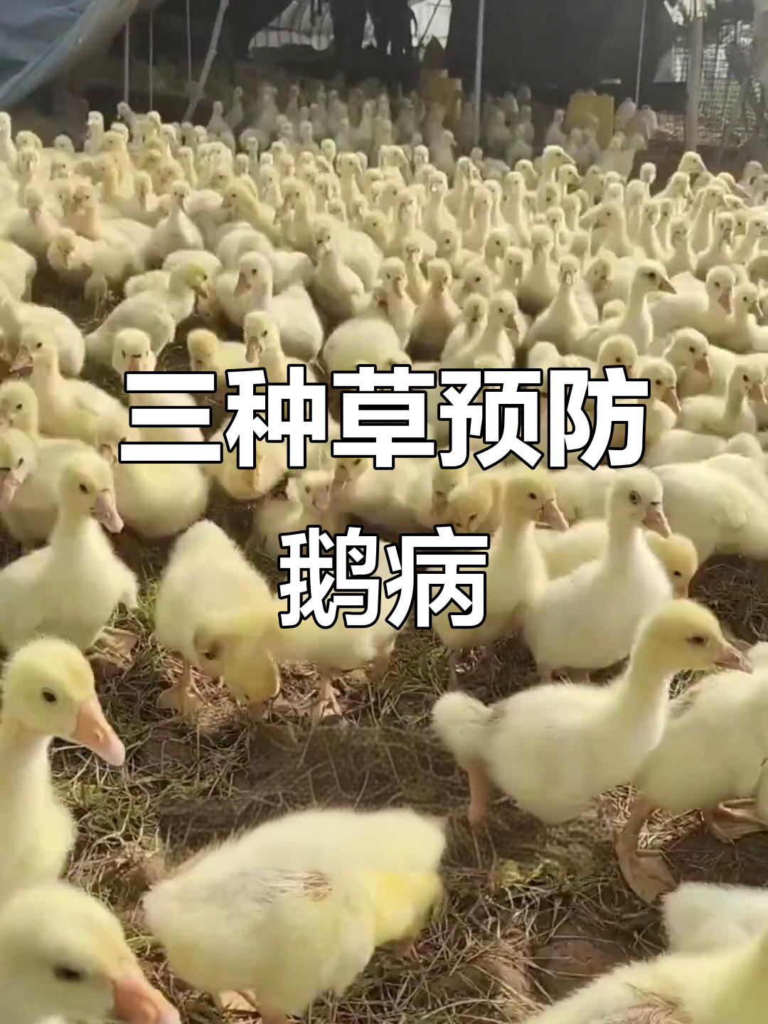 鹅场拉稀肠炎怎么办?三种草轻松解决