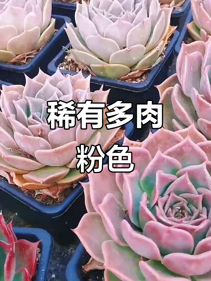 粉香槟多肉，稀有品相，纯正无杂交