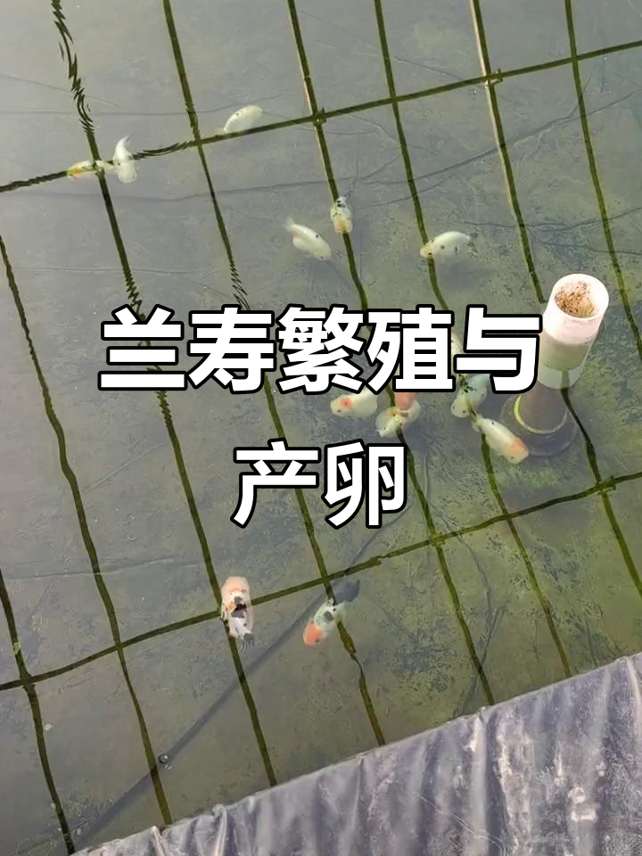 兰寿鱼产卵全过程,新品种花色齐全