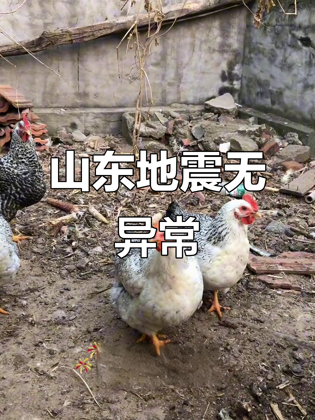 山东地震观察员报告:一切正常,鹅蛋未吃完可能是要下蛋了
