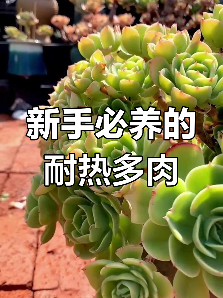 夏季最容易养的多肉植物,新手必看!