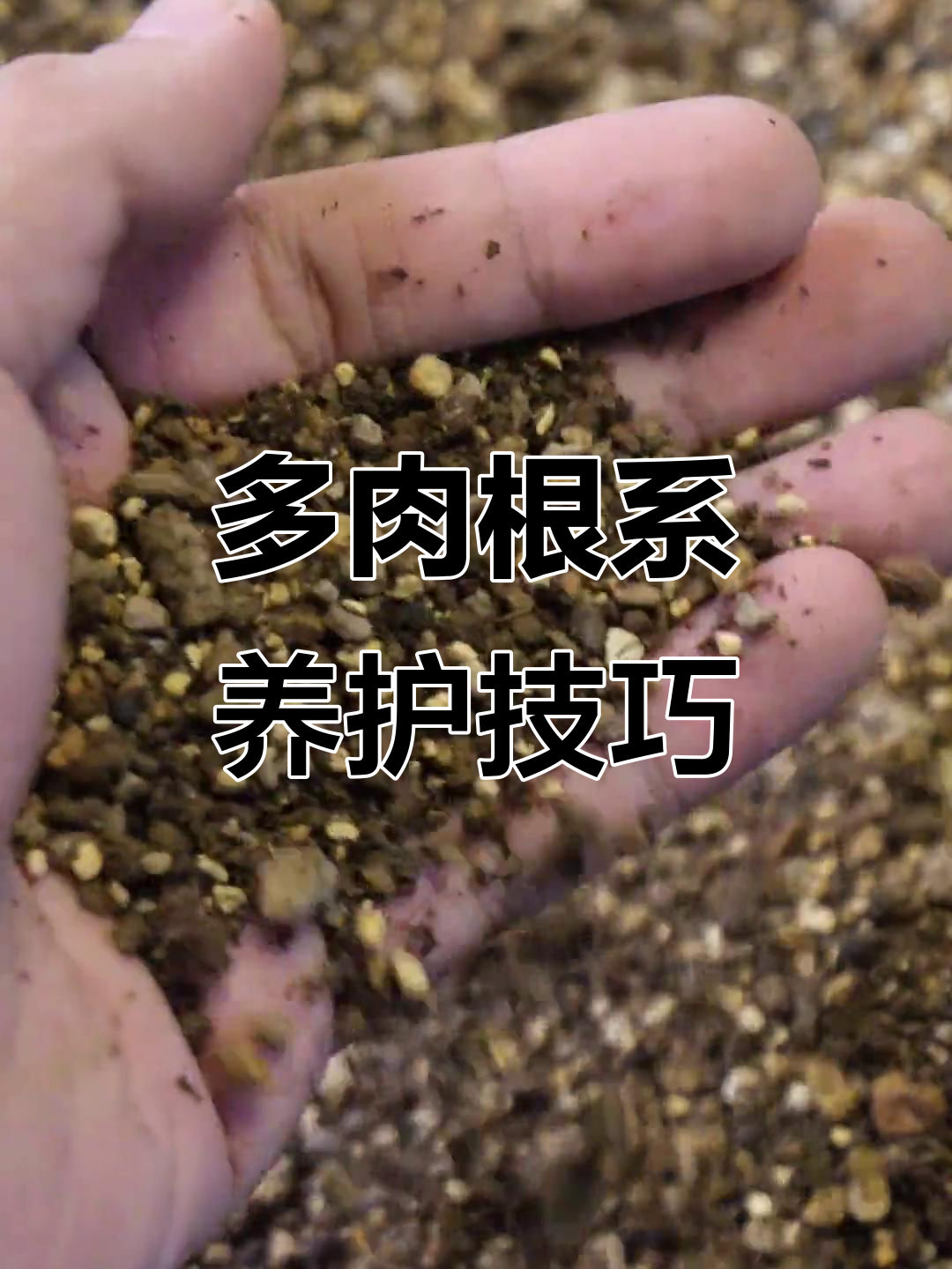 根系发育全解析:如何判断多肉植物生长状态