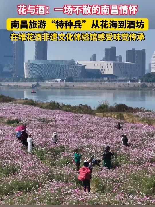 11月7日,江西南昌。花与酒:一场不散的南昌情怀。南昌旅游“特种兵”从花海到酒坊,在堆花酒