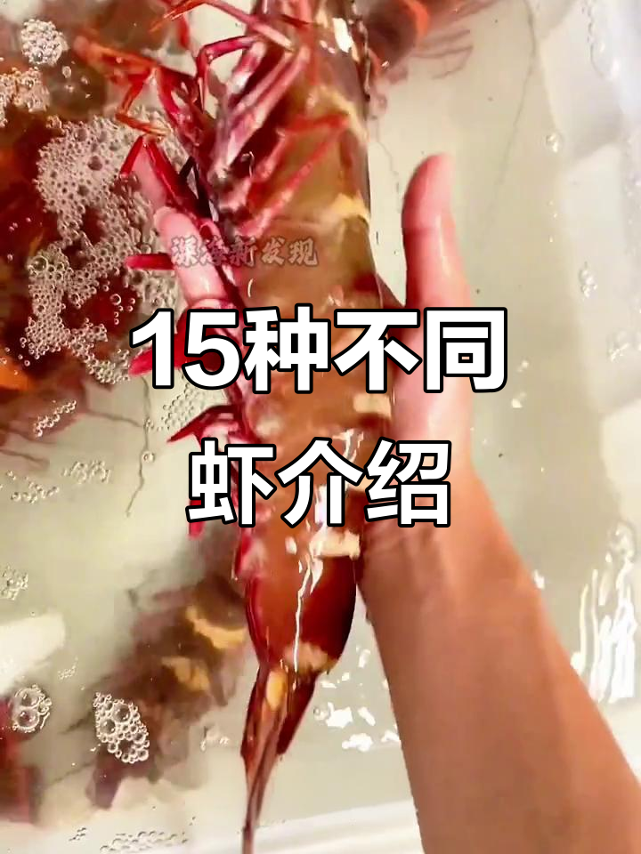 15种奇特虾类大揭秘，看看你认识几种？
