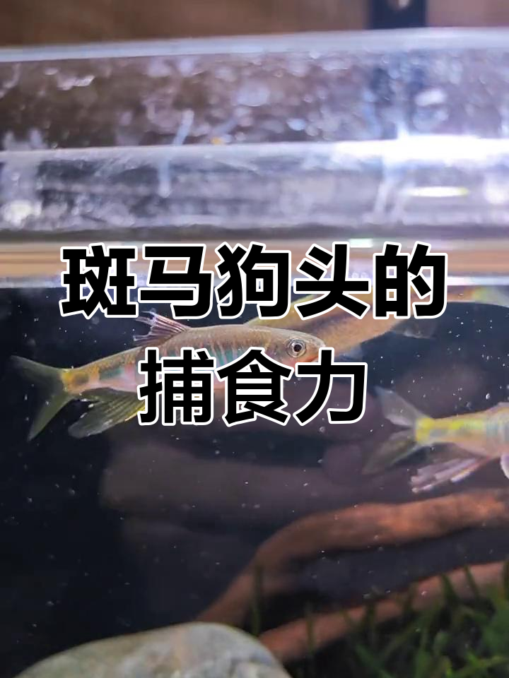 斑马狗头混养大作战,犀流缸里的惊险一幕