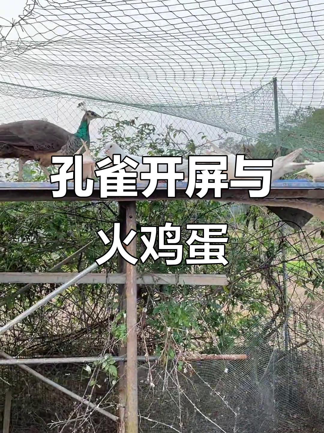 孔雀羽毛渐长,火鸡也下蛋了!农场生活真有趣
