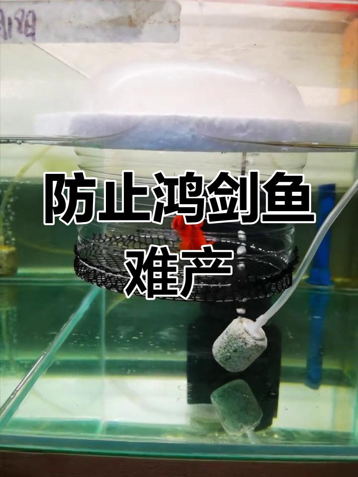 鸿剑鱼繁殖小技巧:如何避免母鱼难产死亡
