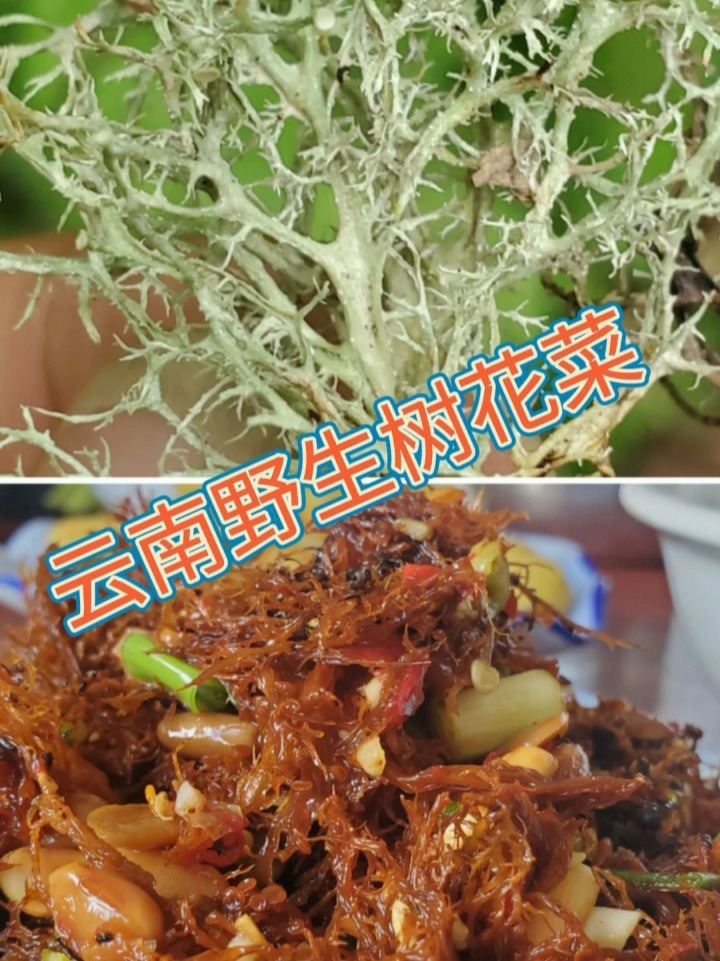 云南野生树花菜,凉拌非常好吃