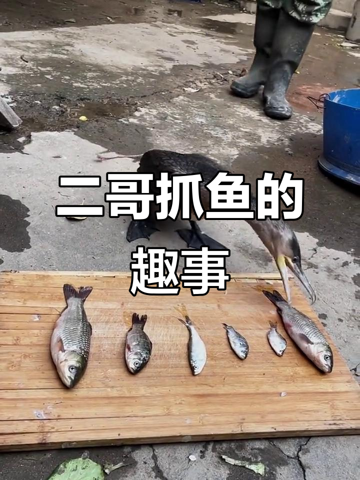 鱼鹰捕食大作战:它更爱吃大的还是小的?