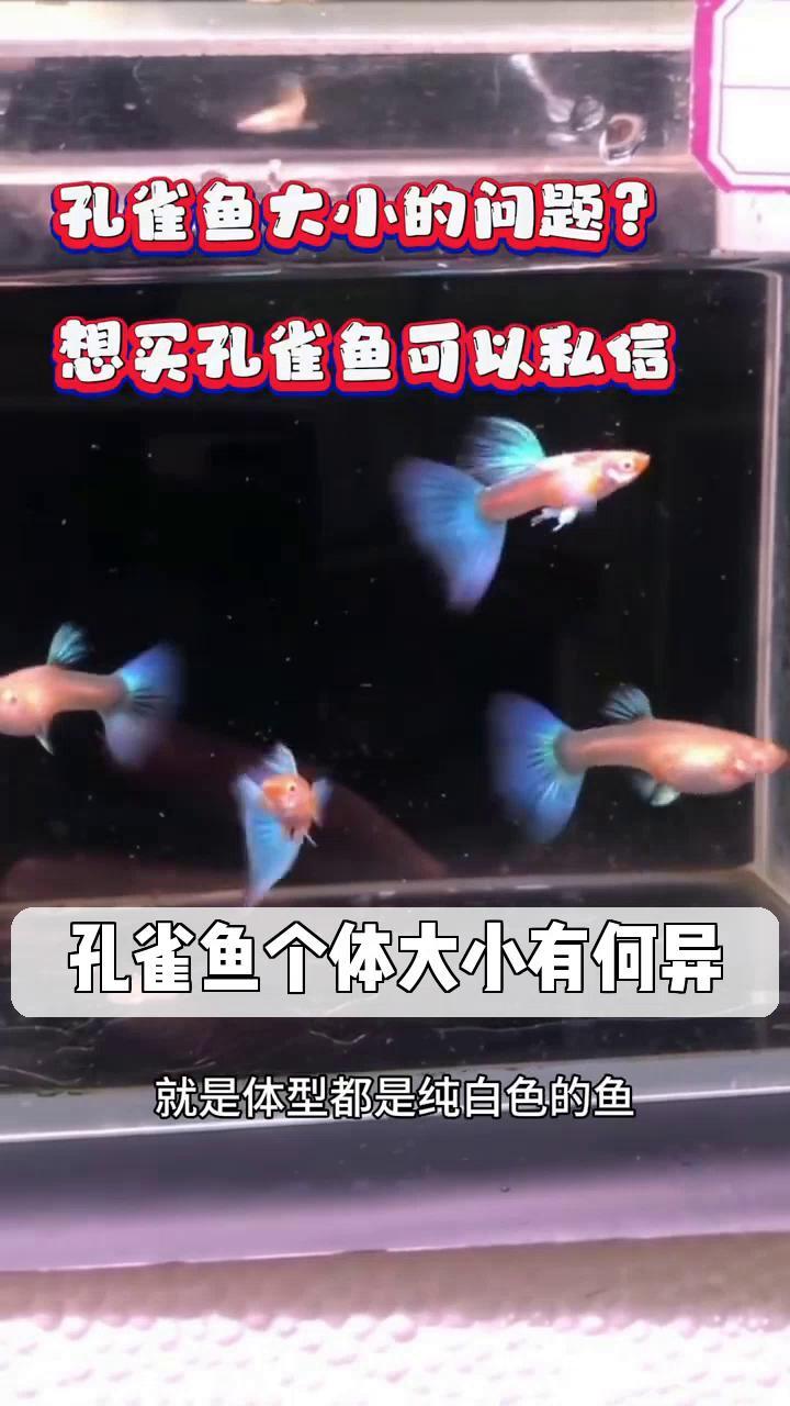 孔雀鱼个体大小有何异