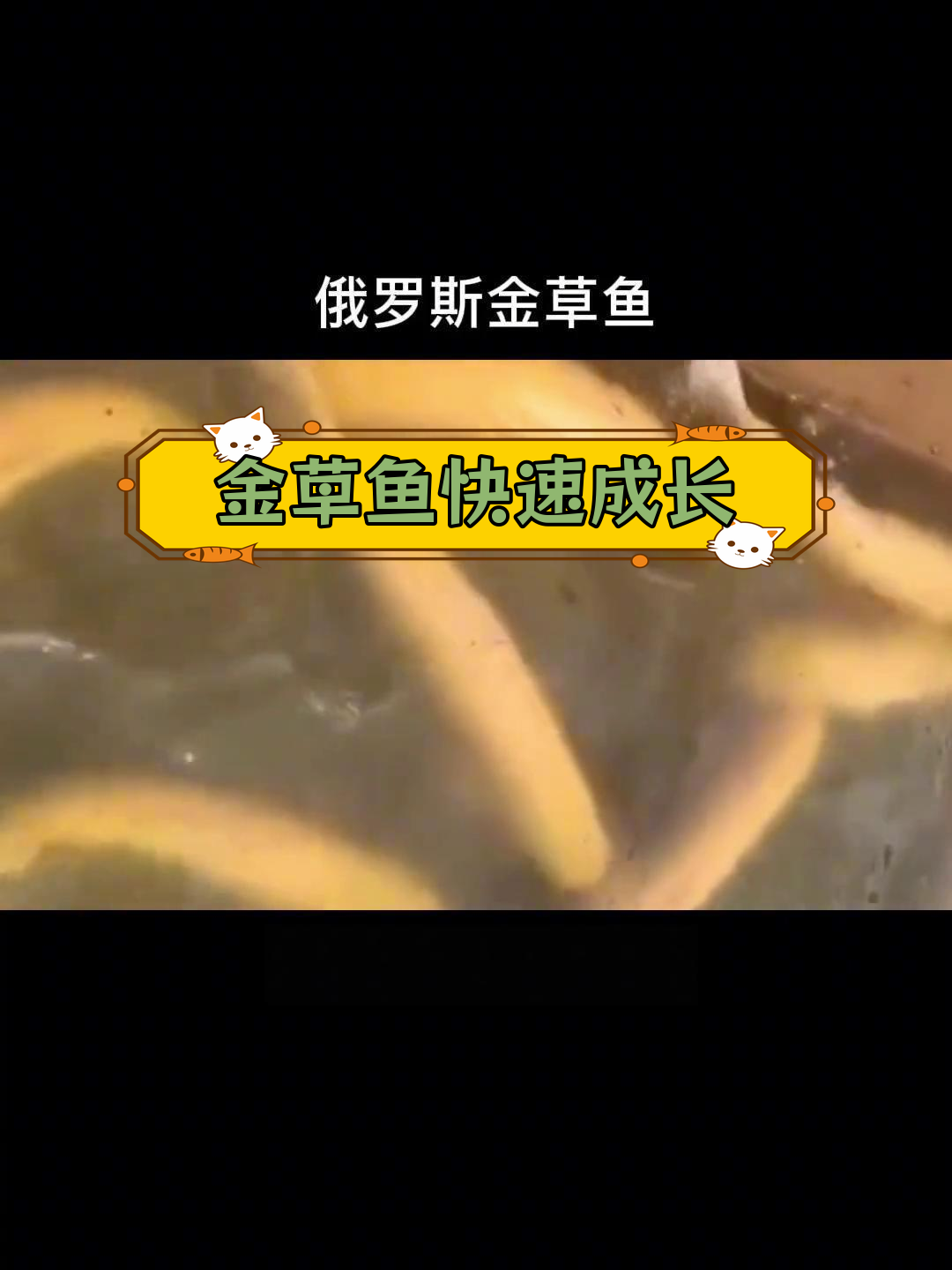 俄罗斯金草鱼生长迅速,最大可达70斤