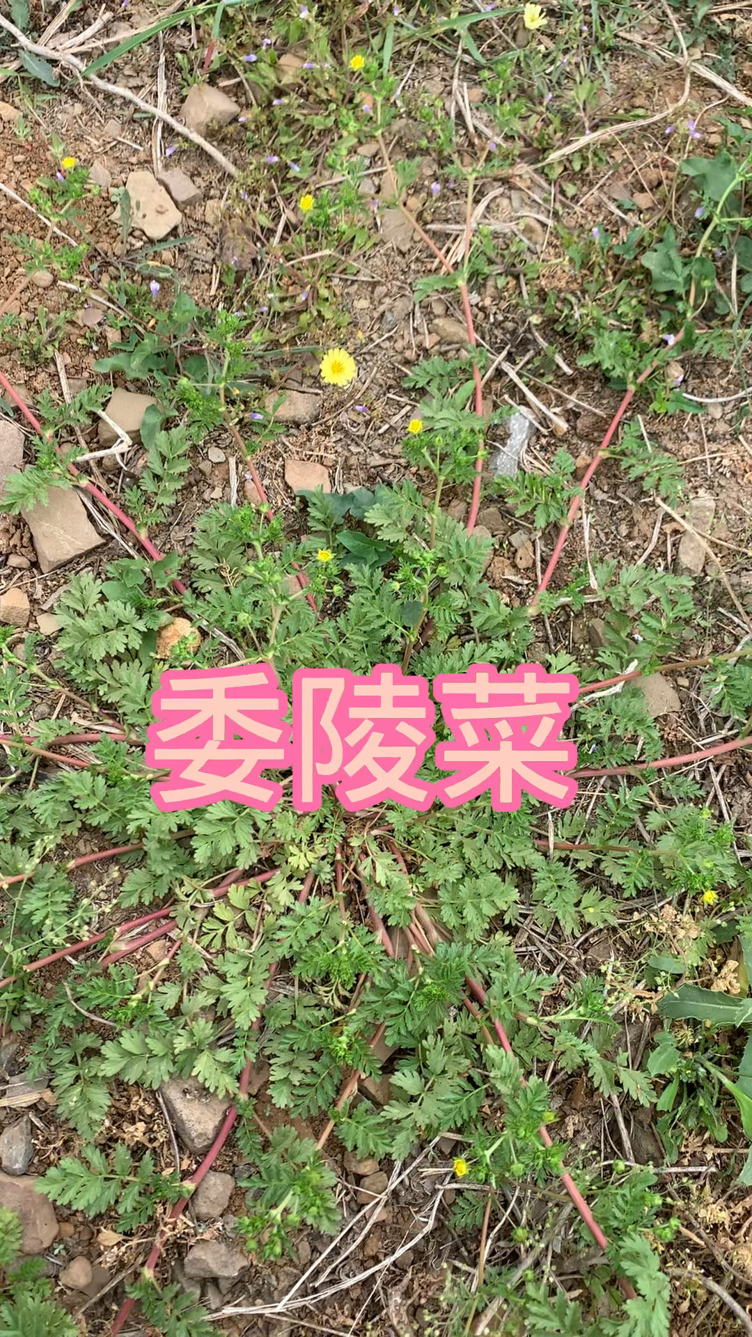 植物知识之委陵菜