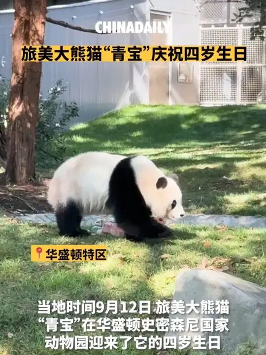 当地时间9月12日,旅美大熊猫“青宝”在华盛顿特区史密森尼国家动物园迎来了它的四岁生日。很