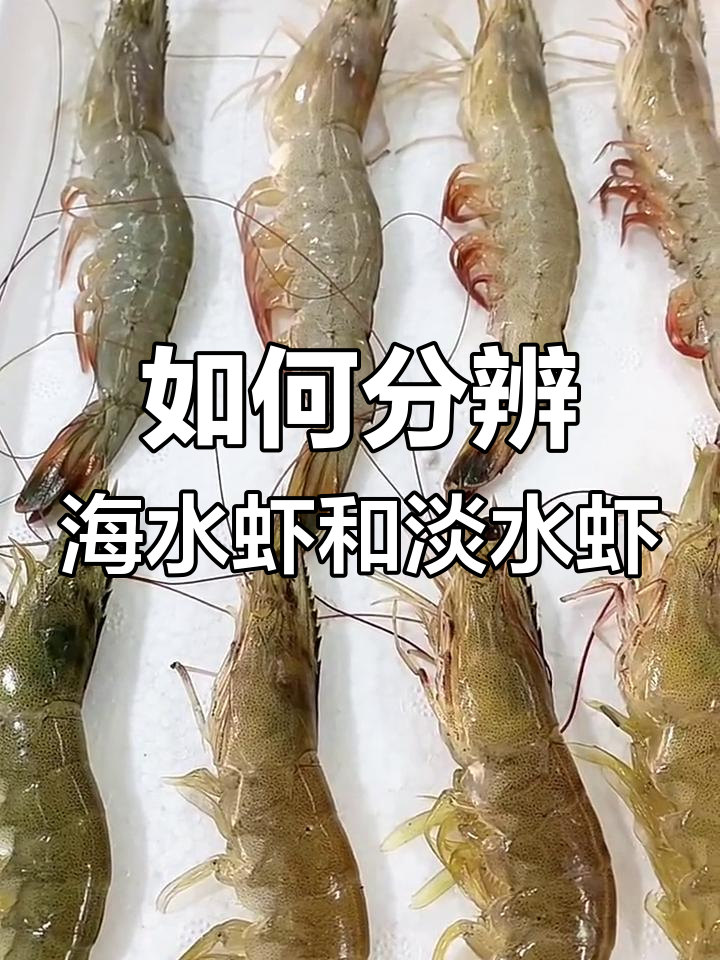 海水虾与淡水虾如何区分?东方虾和白虾的区别解析