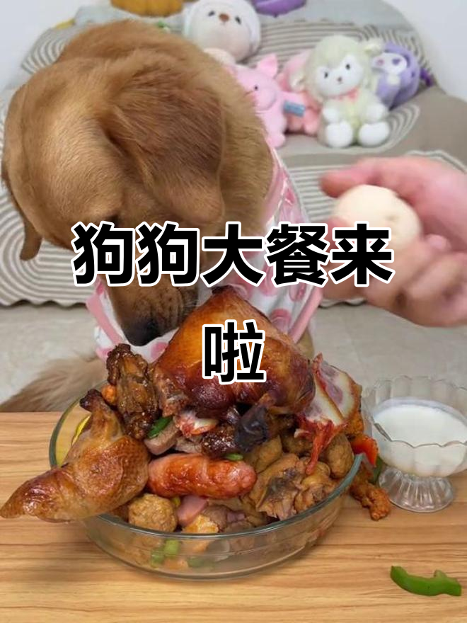 狗狗的豪华晚餐,牛肉水饺、烤鸭腿一应俱全