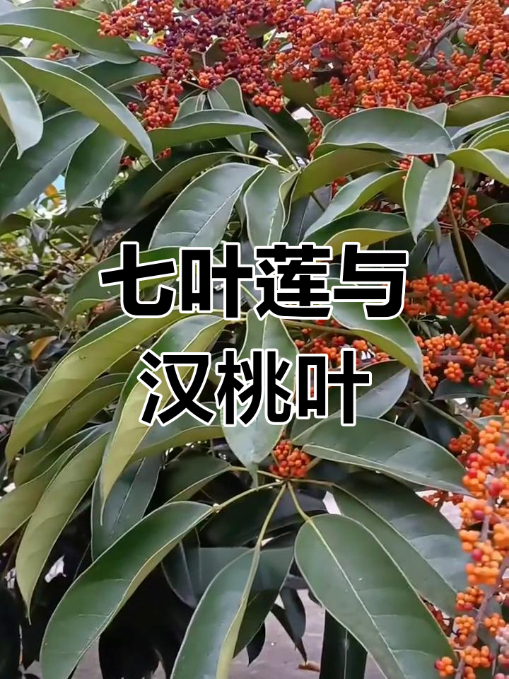 这种珍贵植物叫鹅掌藤,根叶有药用价值