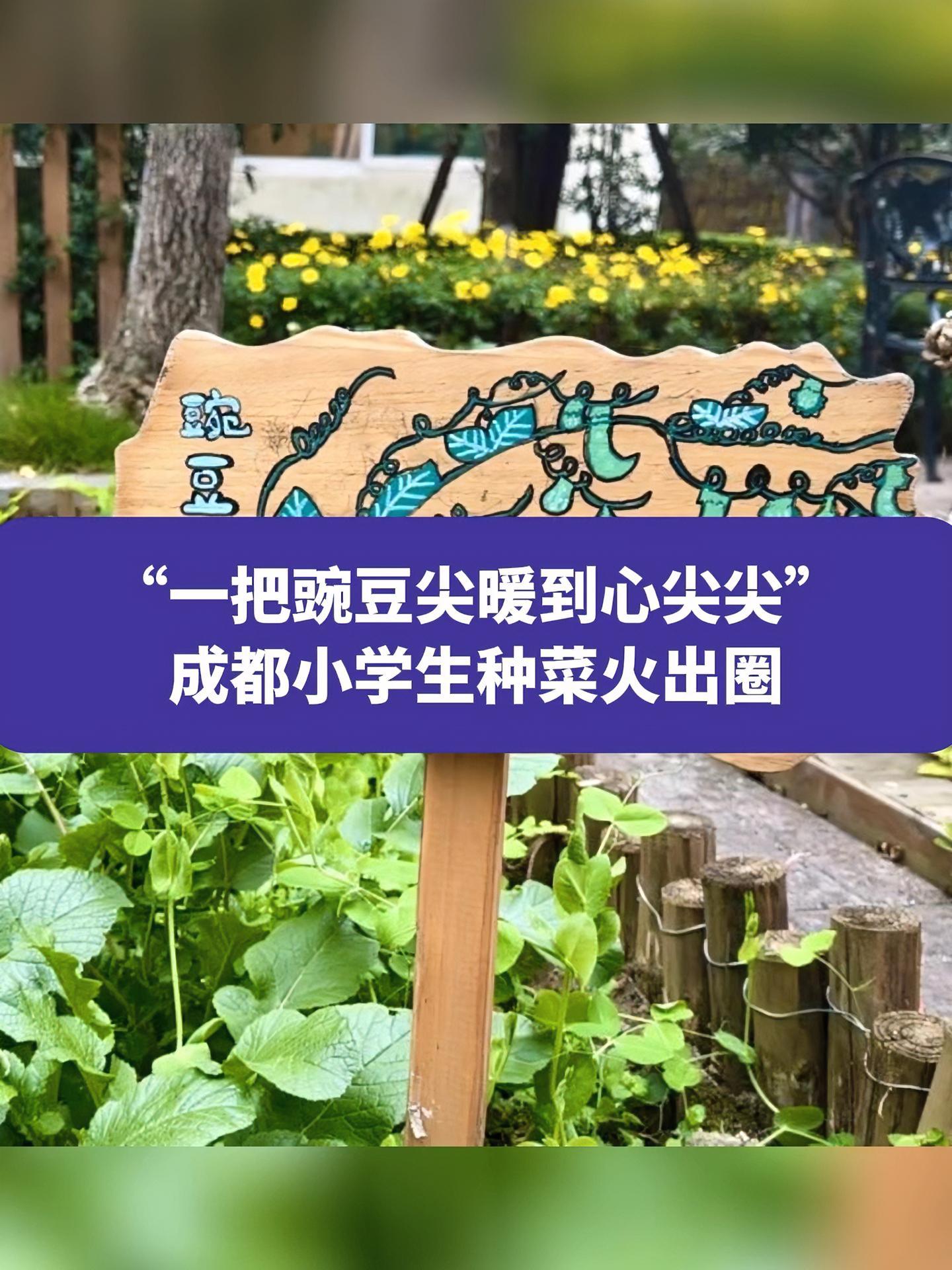 “一把豌豆尖暖到心尖尖”,成都小学生种菜火出圈 成都中小学 豌豆尖 权威解读