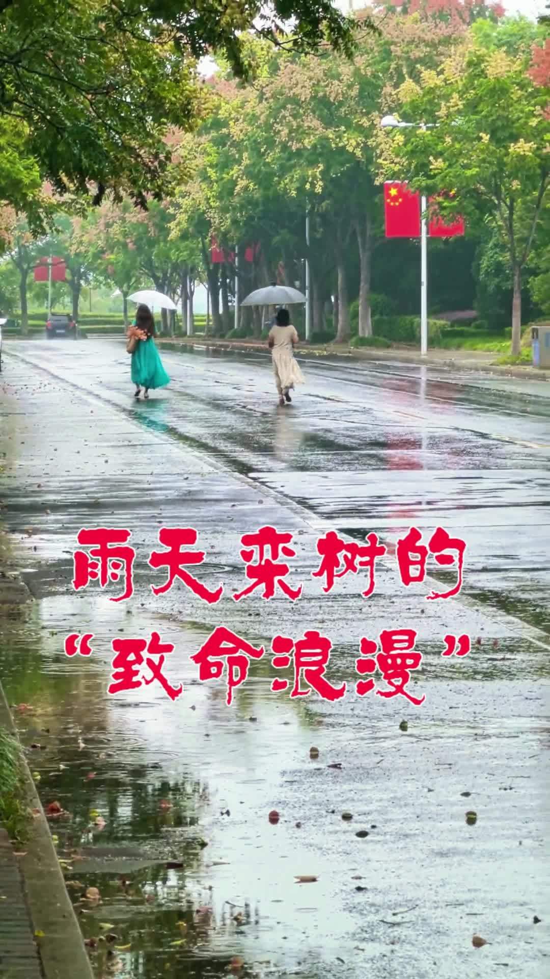 雨打栾树,黄花红果超治愈,但马路中间真不是拍照打卡点!用生命换照片,这代价太大了!美景诚可