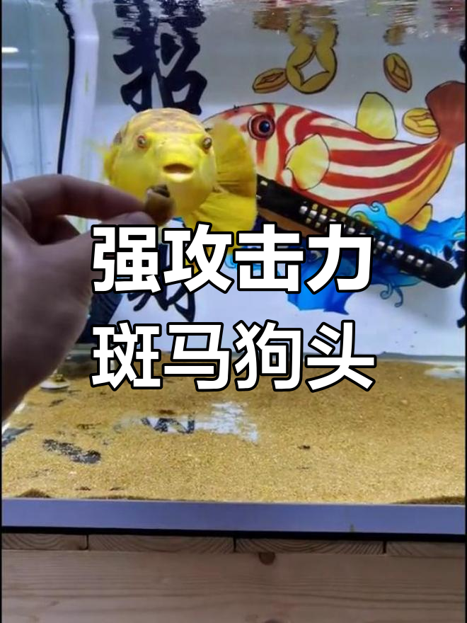 斑马狗头鱼:淡水流域最强攻击性鱼类