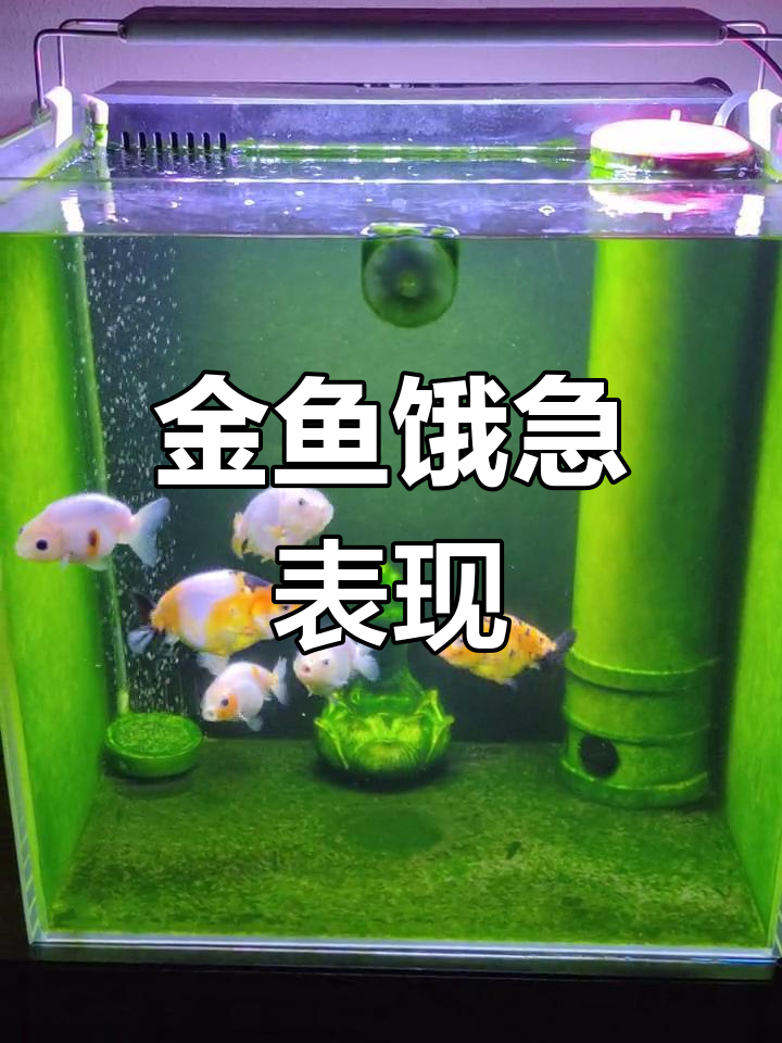 兰寿金鱼饥饿时,游动迅速,嘴巴不停张合,主动靠近主人