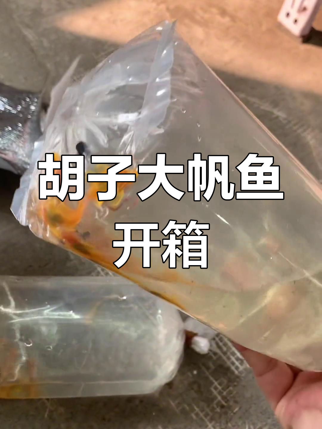 胡子大帆鱼到货,质量如何?