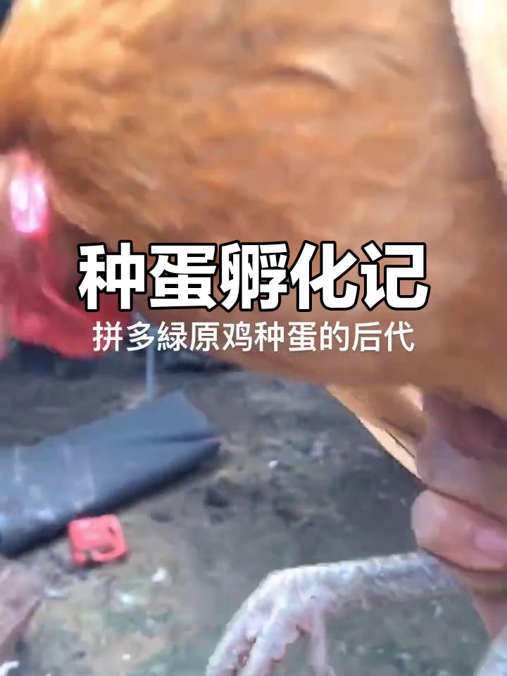 二十元绿原鸡种蛋，三只小苗破壳！