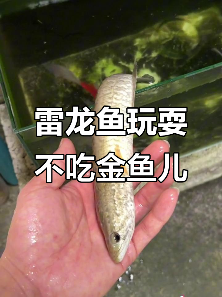 雷龙鱼跳进金鱼盆,饿得不行却没吃金鱼