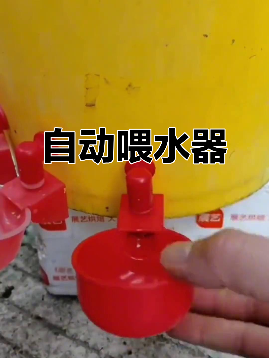 农村自动饮水器,轻松解决小鸭小鸡喝水问题