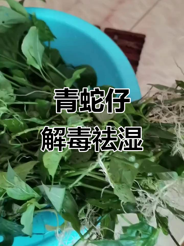 农村常见野菜青蛇仔,清热解毒去湿效果好