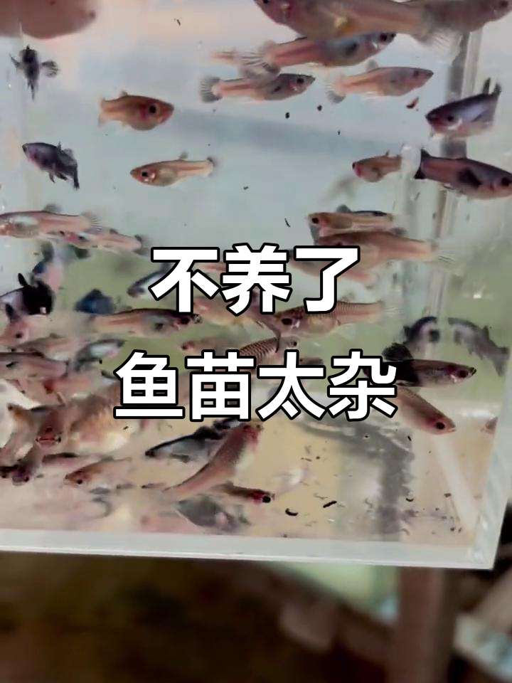 鱼苗出杂率太高,不养了!熊猫孔雀鱼的品质问题