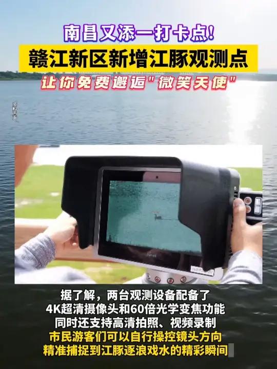 南昌新增江豚观测点可免费体验,快来邂逅“微笑天使”吧!江豚赣江江西南昌画面