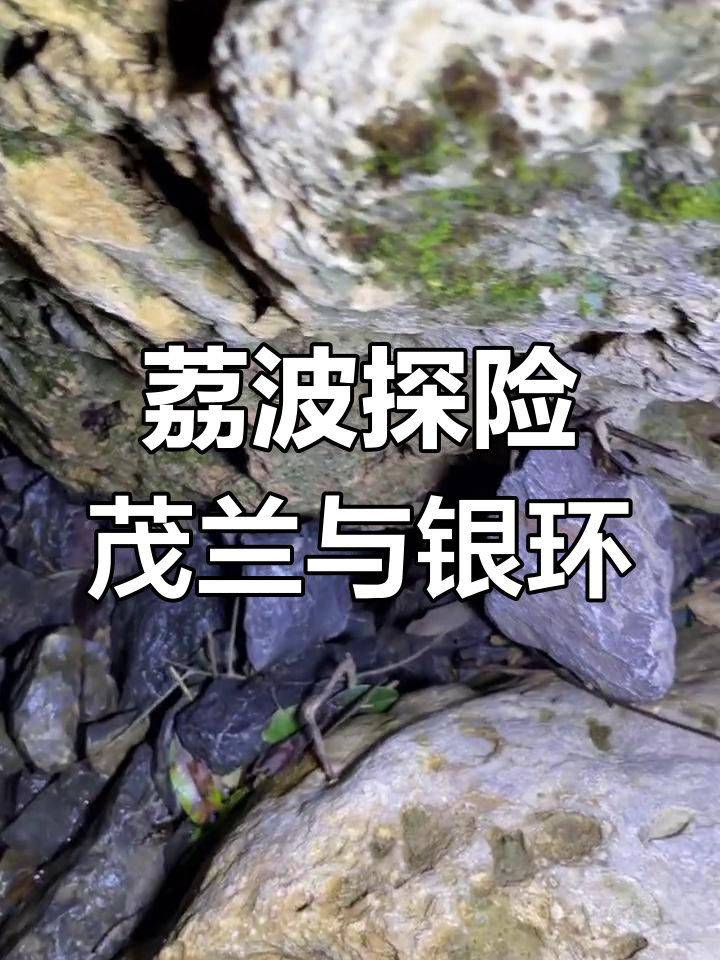 贵州荔波新探险,茂兰原矛头腹与银环辣条大揭秘